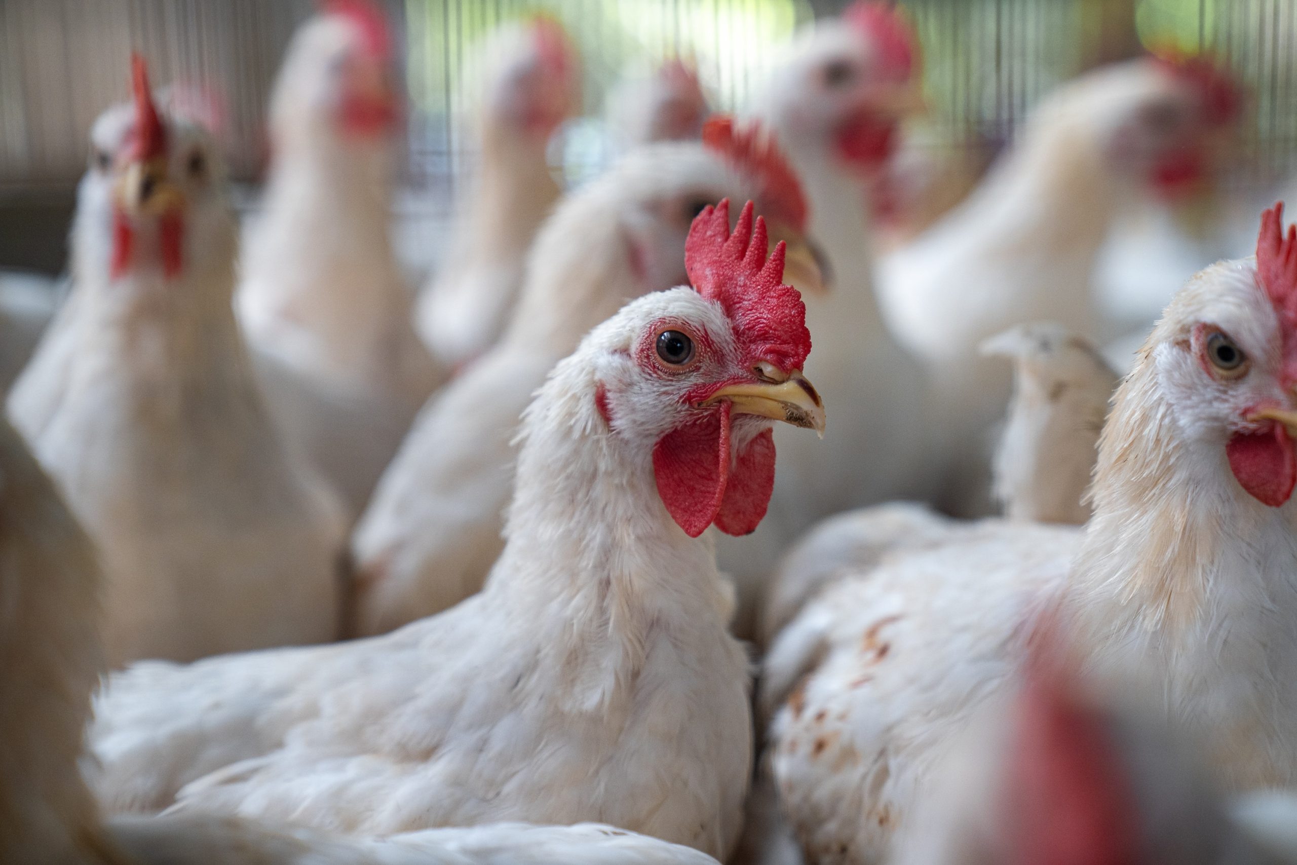 Broiler Chicken in Kenya