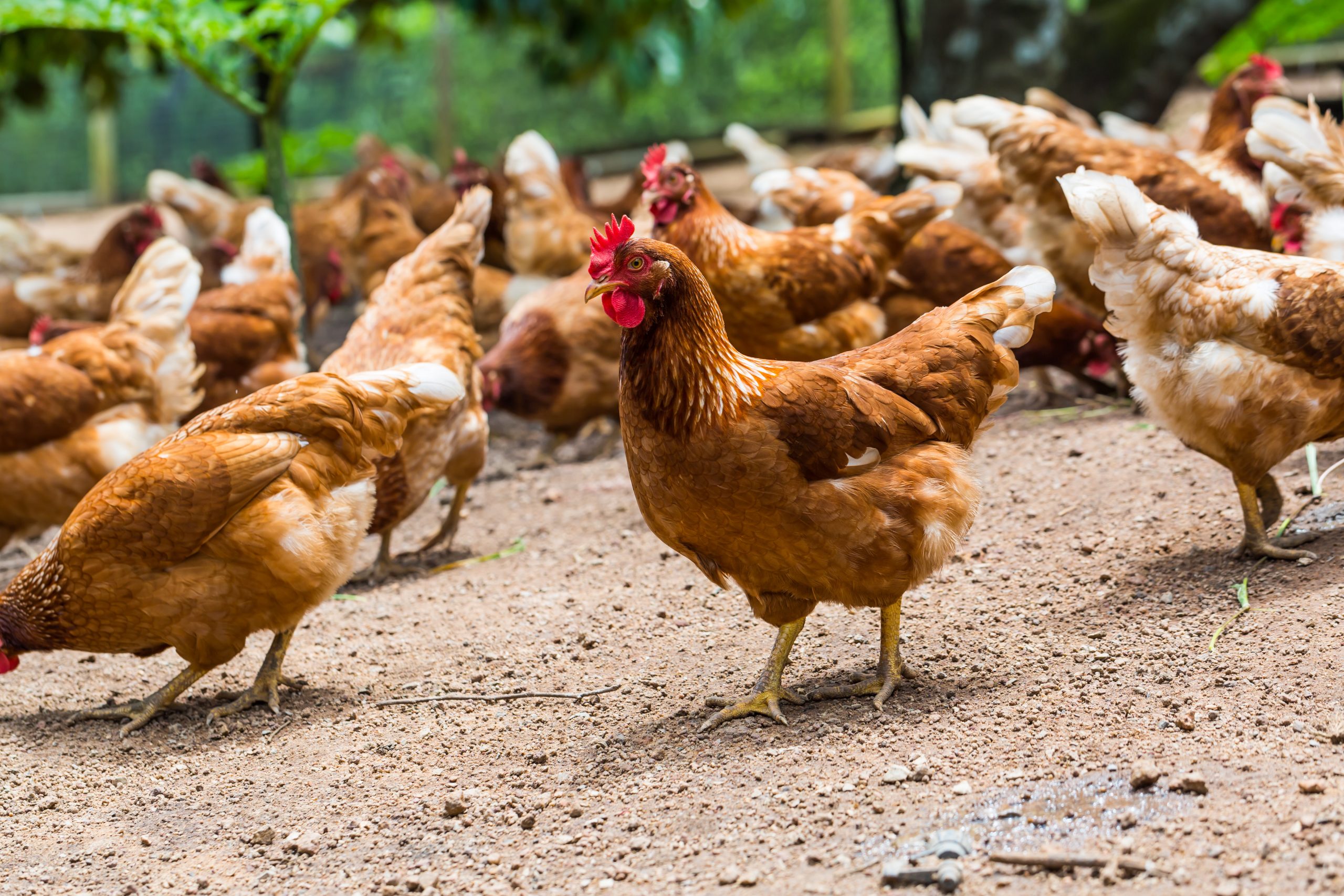 Improved Kienyeji Chicken in Kenya