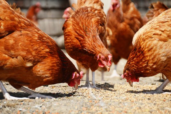 Poultry Farming