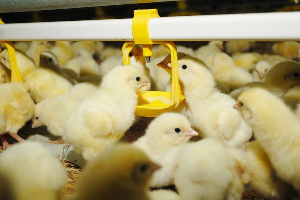 Broiler day old chicks in Kenya