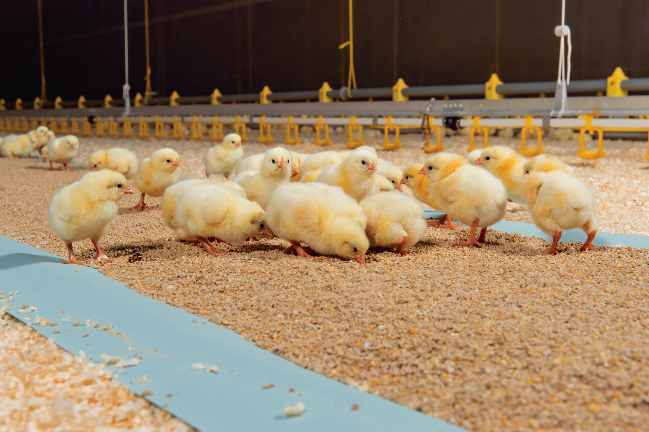 Day Old Chicks